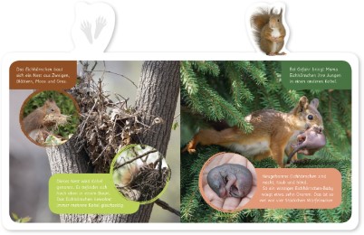 Das Eichhörnchen - Abbildung 1