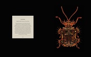 Portraits - Die Schönheit der Insekten - Abbildung 4