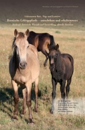 Liebenswerte Reit-, Trag- und Lasttiere: Bosnische Gebirgspferde - autochthon und erhaltenswert