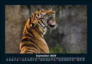 Der Tierkalender 2020 Fotokalender DIN A5 - Abbildung 1