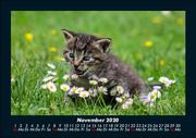 Der Tierkalender 2020 Fotokalender DIN A5 - Abbildung 3