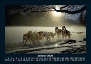 Der Tierkalender 2020 Fotokalender DIN A5 - Abbildung 5