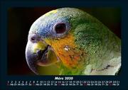 Der Tierkalender 2020 Fotokalender DIN A5 - Abbildung 7