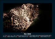 Der Tierkalender 2020 Fotokalender DIN A5 - Abbildung 9