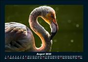 Der Tierkalender 2020 Fotokalender DIN A5 - Abbildung 12