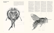Die Verführung der Biene - Abbildung 4