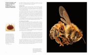 Die Verführung der Biene - Abbildung 6
