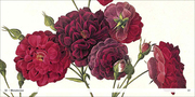 Book To Go - Historische Blumenbilder - Abbildung 10