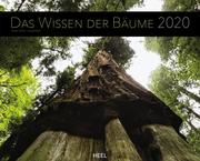 Das Wissen der Bäume 2020