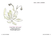 Das kleine Herbarium - Abbildung 4