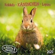 Rabbits/Kaninchen 2023