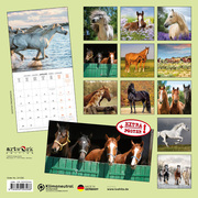 Pferde/Horses/Chevaux 2024 - Abbildung 13