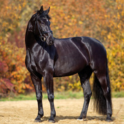 Pferde/Horses/Chevaux 2024 - Abbildung 9