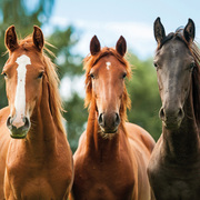 Pferde/Horses/Chevaux 2024 - Abbildung 10