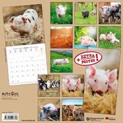 Schweinchen/Piggies/Cochons 2024 - Abbildung 1