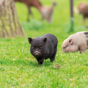 Schweinchen/Piggies/Cochons 2024 - Abbildung 3