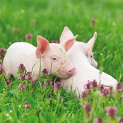 Schweinchen/Piggies/Cochons 2024 - Abbildung 7