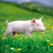 Schweinchen/Piggies/Cochons 2024 - Abbildung 8