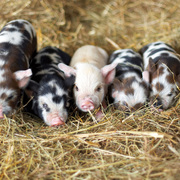 Schweinchen/Piggies/Cochons 2024 - Abbildung 9