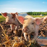 Schweinchen/Piggies/Cochons 2024 - Abbildung 12