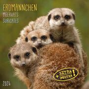 Erdmännchen/Meerkats/Suricates 2024