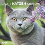 Cats/Katzen 2025