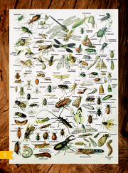 Insekten & Co. - Abbildung 2