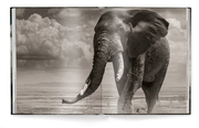 Elephants in Heaven - Abbildung 7