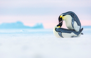 Die Gemeinschaft der Pinguine - Illustrationen 1