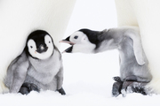 Die Gemeinschaft der Pinguine - Illustrationen 2