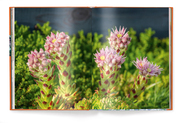 Floramour: Sukkulenten/Succulents - Abbildung 5