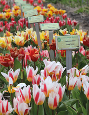 Floramour: Tulpen/Tulips - Illustrationen 2
