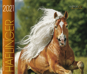 Haflinger 2021