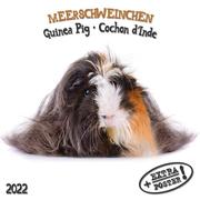 Meerschweinchen/Guinea Pig/Cochon d'Inde 2022