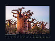 Alte Bäume - Sinnbilder des Lebens 2024 - Abbildung 8