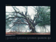 Alte Bäume - Sinnbilder des Lebens 2024 - Abbildung 13