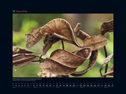 Getarnt - KUNTH Wandkalender 2025 - Abbildung 12
