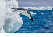 Pinguine Kalender 2024 - Abbildung 1