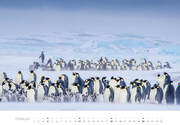Pinguine Kalender 2024 - Abbildung 2