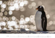 Pinguine Kalender 2024 - Abbildung 4