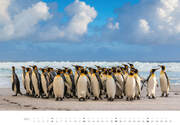 Pinguine Kalender 2024 - Abbildung 5