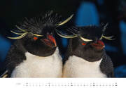 Pinguine Kalender 2024 - Abbildung 6