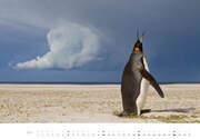 Pinguine Kalender 2024 - Abbildung 7