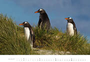 Pinguine Kalender 2024 - Abbildung 8