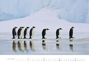 Pinguine Kalender 2024 - Abbildung 10