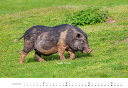 Schweine 2024 - Abbildung 1