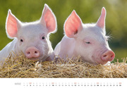Schweine 2024 - Abbildung 3