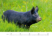 Schweine 2024 - Abbildung 6