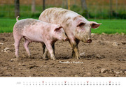 Schweine 2024 - Abbildung 7