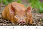 Schweine 2024 - Abbildung 10